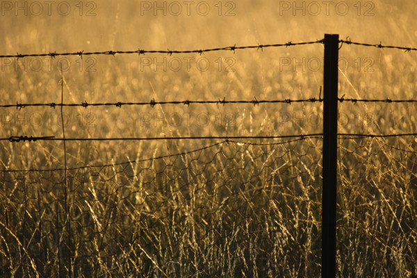 Barbed wire fence in grassy field
Kandos, New South Wales, Australia