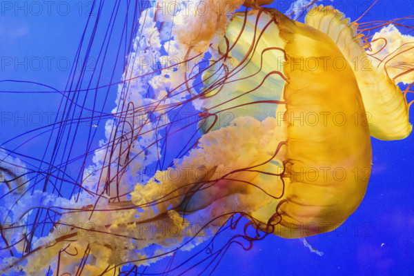 Yellow jellyfish swimming underwater in aquarium
Vancouver, British Columbia, Canada