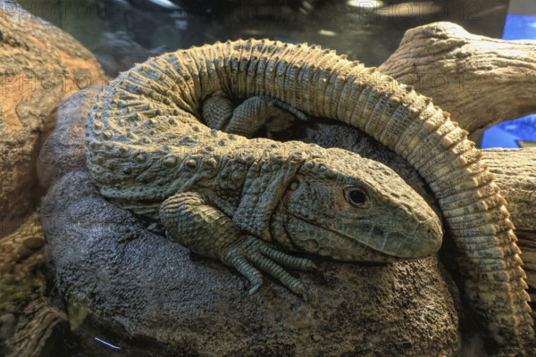 Dracaena lizard on rock in zoo
Vancouver, British Columbia, Canada