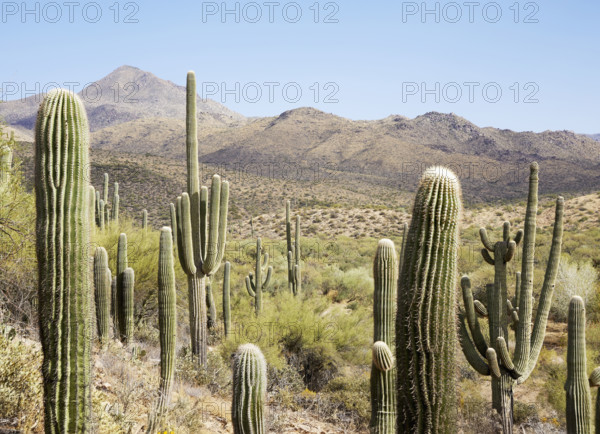 Desert landscape with green bushes and saguaro cacti 
Fort McDowell, Arizona, USA