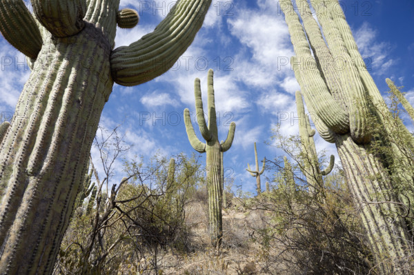 Desert landscape with green bushes and saguaro cacti 
Fort McDowell, Arizona, USA