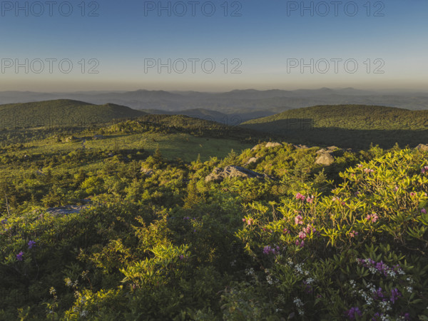 Blooming bushes on green hills
Mount Rogers National Recreation Area, Virginia, USA