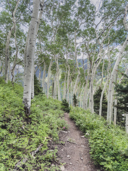 Footpath and Aspen trees with fresh green leaves in forest
Telluride, Colorado, USA