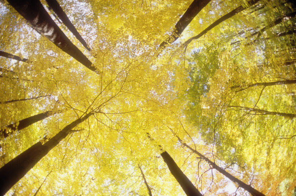 Forest canopy in autumn seen from below
Morristown, New Jersey, USA