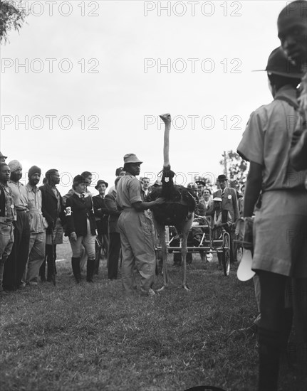 Osman the ostrich. An ostrich harnessed to a buggy carrying passengers, stands with its African handler in the midst of a small crowd of onlookers. Nakuru, Kenya, 1 October 1954. Nakuru, Rift Valley, Kenya, Eastern Africa, Africa.