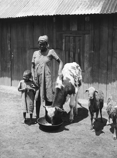 Headman Samuel's wife. Headman Samuel's wife stands next to a young boy wearing a plain dress and headscarf. To her left are two sheep and her hand rests on a spotted cow feeding from a bowl. Kenya, 1 May 1953. Kenya, Eastern Africa, Africa.