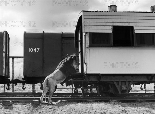 A lion peers inside a railway wagon. A posed publicity photograph from the East African Railways and Harbours Administration (EAR&H) showing a lion investigating a railway wagon on its hindlegs. Kenya, circa 1950. Kenya, Eastern Africa, Africa.