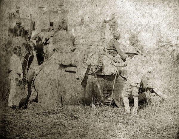 A 'padded' tiger. A British hunter stands proudly beside a recent tiger kill that has been 'padded' (loaded onto a soft pad on the back of an elephant to protect it during transit). More elephants carrying people in howdahs can be seen in the background. North East India, circa 1890. India, Southern Asia, Asia.