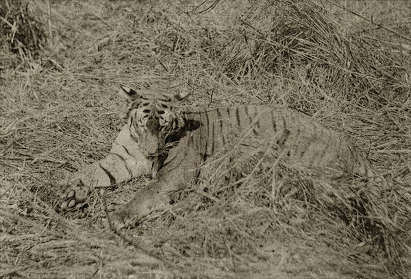 Tiger kill on show. The body of a dead tiger killed by hunters is propped up on display for the camera. North East India, circa 1890. India, Southern Asia, Asia.