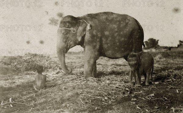 A mahout contemplates his elephants. A young Indian mahout (elephant handler) sits with his back to the camera in the company of a tame elephant cow and calf used for hunting. North East India, circa 1890. India, Southern Asia, Asia.