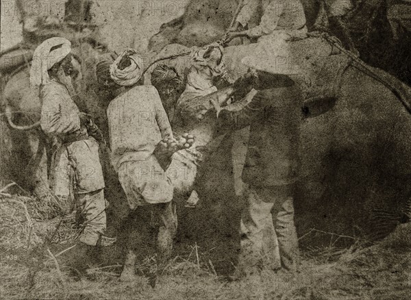 Padding' a tiger. Four Indian servants and a British hunter struggle to 'pad' a recent tiger kill, loading the carcass onto a soft pad on the back of an elephant to protect it during transit. North East India, circa 1890. India, Southern Asia, Asia.