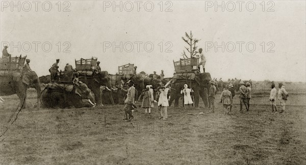 A parade of hunting elephants. A parade of domesticated elephants, fitted with howdahs, are prepared for a tiger hunt by their Indian mahouts (elephant handlers). North East India, circa 1890. India, Southern Asia, Asia.