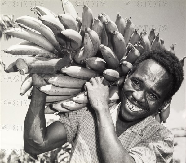 Harvesting bananas. A smiling African farm worker balances a large bunch of bananas on his shoulder. Kenya, circa 1965. Kenya, Eastern Africa, Africa.