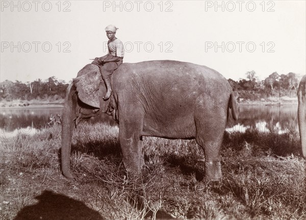 A Burmese mahout and his elephant. A Burmese mahout (elephant handlers) sits astride his elephant beside a country lake. The animal was probably used to manoeuvre timber in the teak forests of Burma (Myanmar). Kyawdaw, Burma (Myanmar), circa 1908. Kyawdaw, Sagaing, Burma (Myanmar), South East Asia, Asia.