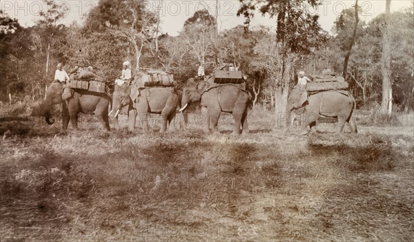 Elephants walk in single file. A group of Burmese mahouts (elephant handlers) lead their laden elephants across a rural landscape in single file. The animals were probably used to manoeuvre timber in the teak forests of Burma (Myanmar). Burma (Myanmar), circa 1908. Burma (Myanmar), South East Asia, Asia.