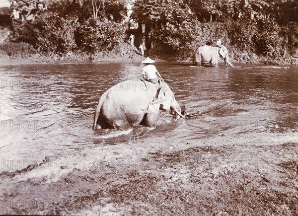 Elephants push logs down a jungle stream. Two mahouts (elephant handlers) ride their elephants along a wide jungle river, directing the animals as they push teak logs downstream to sawmills nearby. Near Mohnyin, Kachin State, Burma (Myanmar), circa 1910. Mohnyin, Kachin, Burma (Myanmar), South East Asia, Asia.