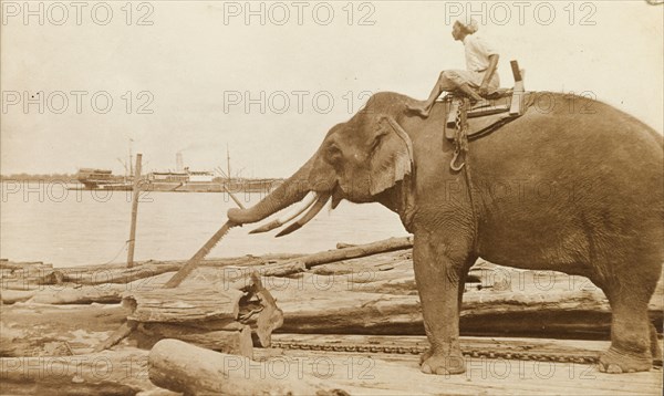 Elephant operating a saw. Under the direction of its mahout (elephant handler), an elephant uses its trunk to saw through a piece of timber at a Burmese logging yard. Burma (Myanmar), circa 1910. Burma (Myanmar), South East Asia, Asia.