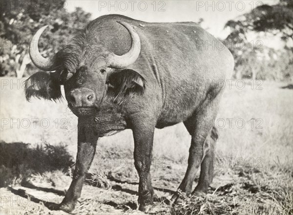 An African buffalo. An African buffalo (Syncerus caffer) confronts the camera. Northern Rhodesia (Zambia), circa 1950. Zambia, Southern Africa, Africa.