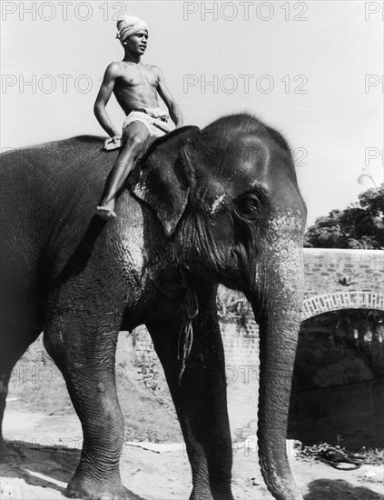 An elephant and mahout, Ceylon. A young mahout (elephant handler) wearing a turban rides an Asian elephant (Elephas maximus). Ceylon (Sri Lanka), 1957. Sri Lanka, Southern Asia, Asia.