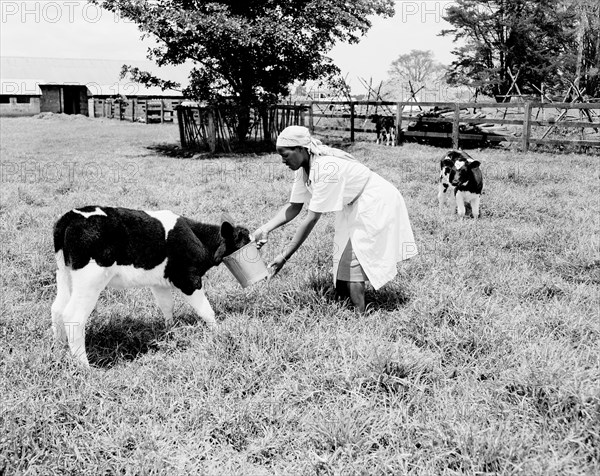 Milkmaid feeds a calf. An African milkmaid feeds a calf belonging to Colin Campbell from a bucket in a grassy field. Several tipi-like structures made from sticks are visible in the field behind. Kenya, 6 September 1955. Kenya, Eastern Africa, Africa.