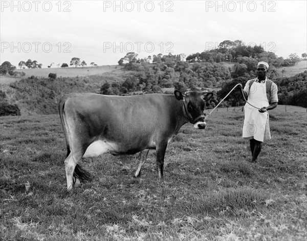 The Bernard's Jersey cow. An African man displays a pedigree Jersey cow belonging to the Bernard family. Kenya, 4 September 1955. Kenya, Eastern Africa, Africa.