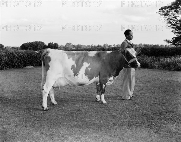 John Downey's cow. An African man displays a spotted cow belonging to the John Downey. Kenya, 4 September 1955. Kenya, Eastern Africa, Africa.