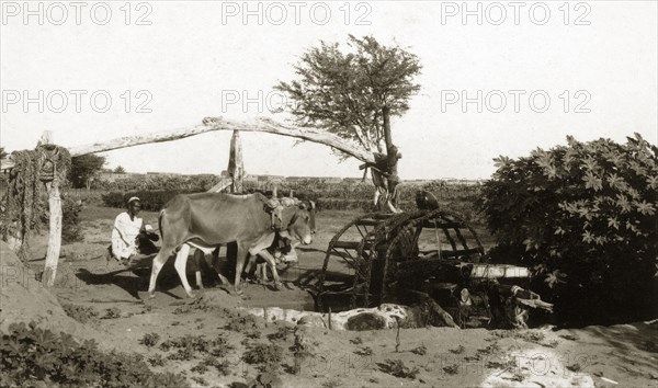 Water-raising machine. Cattle power a 'saquiya' or water-rasing machine on the outskirts of a town. Sudan, circa 1925. Sudan, Eastern Africa, Africa.