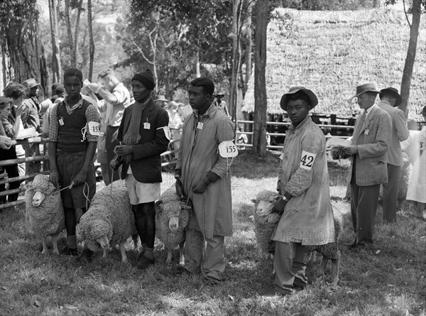 Sheep competition at the Royal Show. Four African men, each wearing an entry number on his arm, present sheep for inspection at the Royal Show. Kenya, 17-20 October 1956. Kenya, Eastern Africa, Africa.