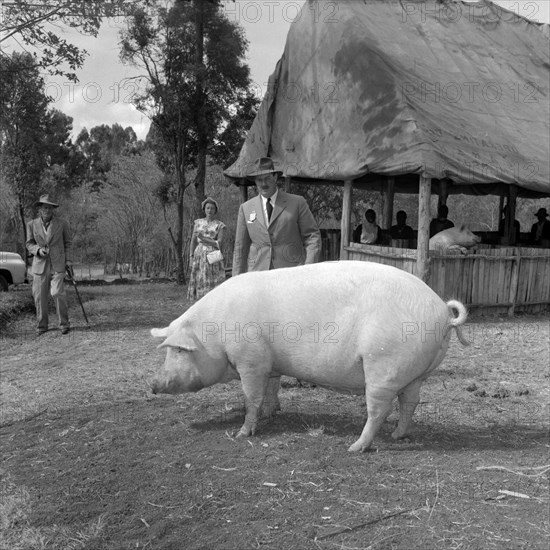 Pigs at the Royal Show. A large pig waits to be inspected by judges at the Royal Show. Kenya, 17-20 October 1956. Kenya, Eastern Africa, Africa.