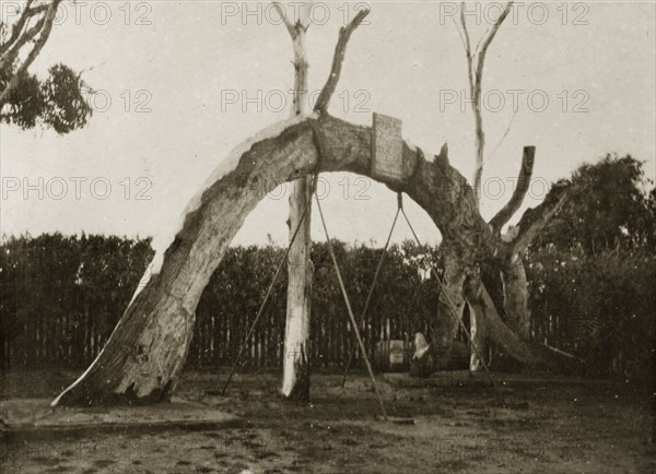 Commemorative gum tree. The large curved section of a gum tree is displayed in commemoration of the first settlers to the area. Glenely district, Australia, 2-6 March 1924., West Australia, Australia, Australia, Oceania.