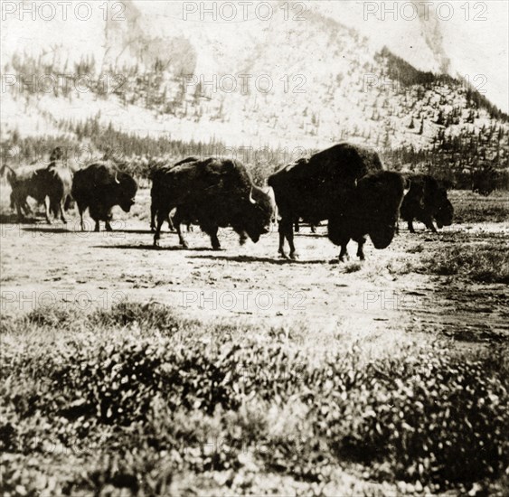 Buffalo herd. A herd of buffalo on the range. Banff, Canada, 21 June-4 July 1924. Banff, Alberta, Canada, North America, North America .