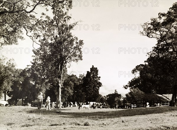 Cattle on a European settler's farm. Cattle graze on a European settler's farm, located in the highlands on the slopes of Mount Kenya. Near Nanyuki, Central Kenya, circa 1955. Nanyuki, Central (Kenya), Kenya, Eastern Africa, Africa.