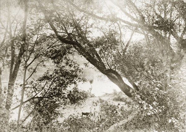 View through trees of the Brisbane river. View from the outback of the Brisbane river, obscured by trees. Queensland, Australia, circa 1890., Queensland, Australia, Australia, Oceania.