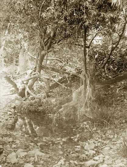 Dry riverbed near Brisbane. A section of dry riverbed in the outback surrounding Brisbane. Queensland, Australia, circa 1890., Queensland, Australia, Australia, Oceania.