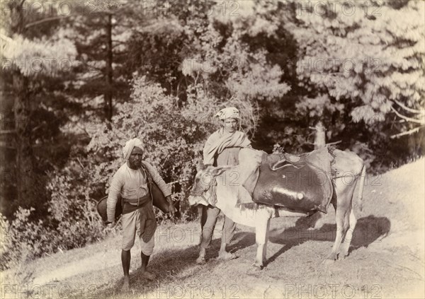 Bheestis' in the mountains. Two 'bheestis' or water carriers stand beside a saddled cow on a steep slope in the Himalayan mountains, each carrying a heavy water container. India, circa 1895., Jammu and Kashmir, India, Southern Asia, Asia.