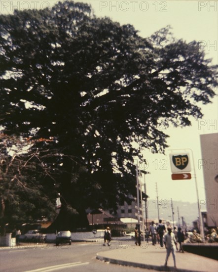 Freedom Tree'. A huge tree, identified by an original caption as the 'Freedom Tree', dwarfs the commercial buildings surrounding it. The tree marks the spot where slaves from apprehended ships were declared free. Western Africa, circa 1970., Western Africa, Africa.