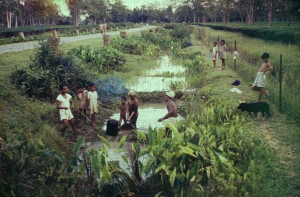 Fishing in a 'nullah'. Tea-pickers from the Mancotta tea estate and their children attempt to catch fish with a small dredging net in one of the 'nullahs' or drains used to irrigate the estate's gardens. Dibrugarh, Assam, India, 1960., Assam, India, Southern Asia, Asia.