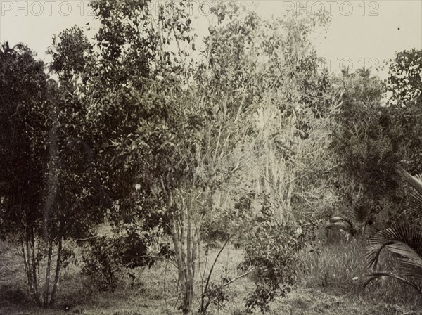 A clove tree, Zanzibar. A clove tree growing in the wild on the island of Zanzibar. Zanzibar (Tanzania), 1906., Zanzibar Urban/West, Tanzania, Eastern Africa, Africa.