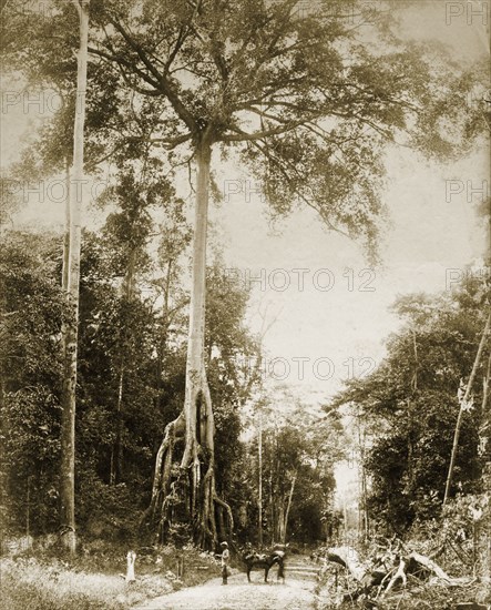 Giant Malaysian jungle tree. Giant tree growing alongside a jungle road. British Malaya (Malaysia), circa 1900. Malaysia, South East Asia, Asia.