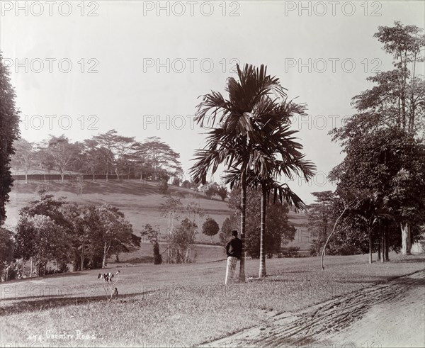 Malaysian public gardens. Public gardens with well kept lawns and trees. Probably near Kuala Lumpur, British Malaya (Malaysia), circa 1900. Malaysia, South East Asia, Asia.