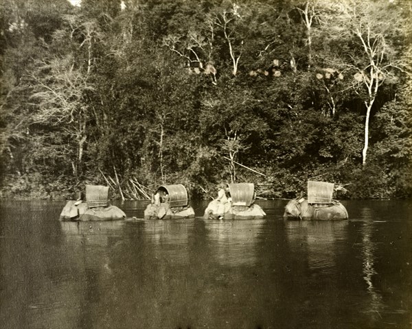 Perak river elephants. Elephants laden for a trigonometrical survey trip wade through the Perak River. Perak, British Malaya (Malaysia), circa December 1901., Perak, Malaysia, South East Asia, Asia.