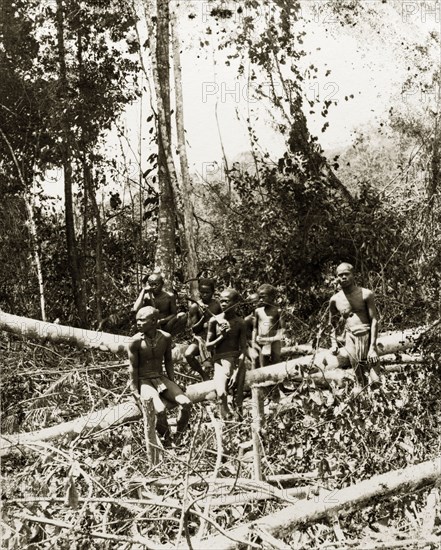 Young north Malaysian aborigines. A small group of young male aborigines from northern Malaysia sit amongst a tangle of fallen trees in the jungle. Upper Perak, British Malaya (Malaysia), circa 1900., Perak, Malaysia, South East Asia, Asia.