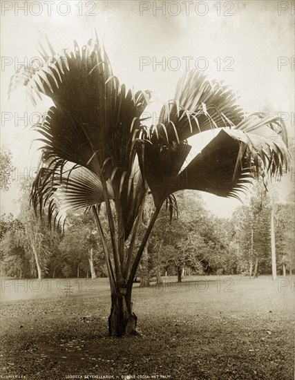 A Lodoicea maldivica. Botanical study of Lodoicea maldivica, the Coco-de-Mer Palm, probably growing in Peradeniya Botanic Gardens. Kandy, Ceylon (Sri Lanka), circa 1885. Kandy, Central (Sri Lanka), Sri Lanka, Southern Asia, Asia.
