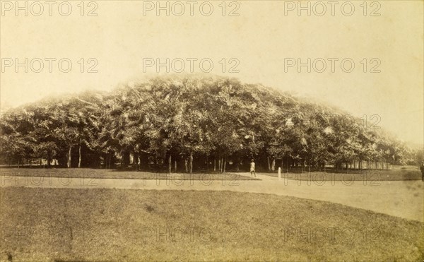 Banyan trees, Calcutta. A mass of sprawling foliage belonging to a plantation of Banyan trees at the botantical gardens in Calcutta (Kolkata). Calcutta (Kolkata), India, circa 1890. Kolkata, West Bengal, India, Southern Asia, Asia.