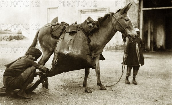 Water mule', India. A turbaned man crouches down to take water from a large leather water sack slung across the back of a mule. India, circa 1890. India, Southern Asia, Asia.
