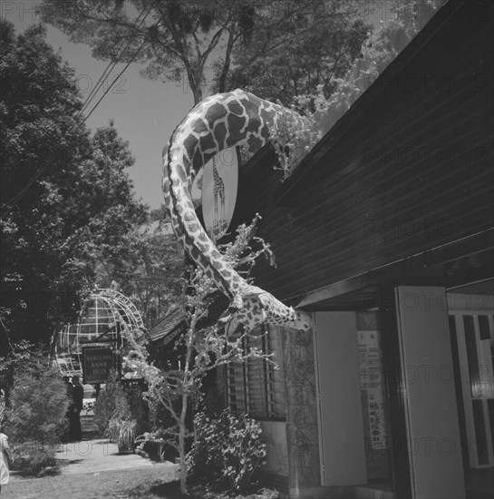 Giraffe peering in. A model of the head and neck of giraffe peers over the roof of a single-storey building at the Royal Show. Kenya, 25 September 1957. Kenya, Eastern Africa, Africa.