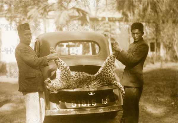 Panther kill, Bangladesh. Two servants display the body of a dead panther, killed during a game shoot, over the boot of a car. Kumarpur, Bengal, India (Barisal, Bangladesh), circa 1940. Kumarpur, Barisal, Bangladesh, Southern Asia, Asia.