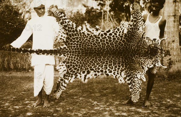 Panther skin, Bangladesh. Two servants display a panther skin outstretched between them. Alaipur, Bengal, India (Barisal, Bangladesh), circa 1940. Alaipur, Barisal, Bangladesh, Southern Asia, Asia.