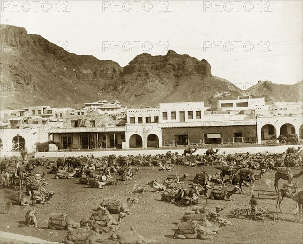 Camel market at Aden. Numerous saddled camels wait an outside market beside a long, low building with arched entrances. Steep hills rise in the background. Aden, Yemen, circa 1885. Aden, Adan, Yemen, Middle East, Asia.