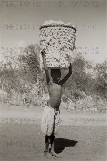 Carrying cotton to market. A young boy balances a large, open-weave basket stuffed full of seed cotton on his head as he transports the load to market to be weighed and sold. Meridi, Sudan, 1947. Meridi, Upper Nile, Sudan, Eastern Africa, Africa.